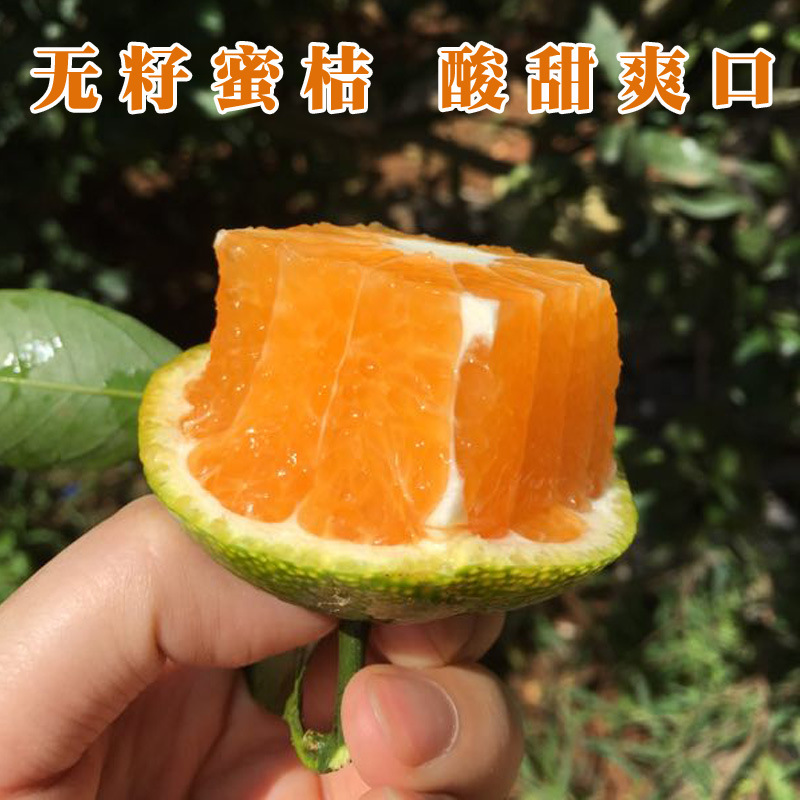 湖北早熟小蜜桔5斤新鲜孕妇水果甜多汁当季青皮桔橘子在类目 水产肉类/新鲜蔬果/熟食, 新鲜水果, 桔子中 - 来自Buy2taobao.com提供专业的淘宝代购服务