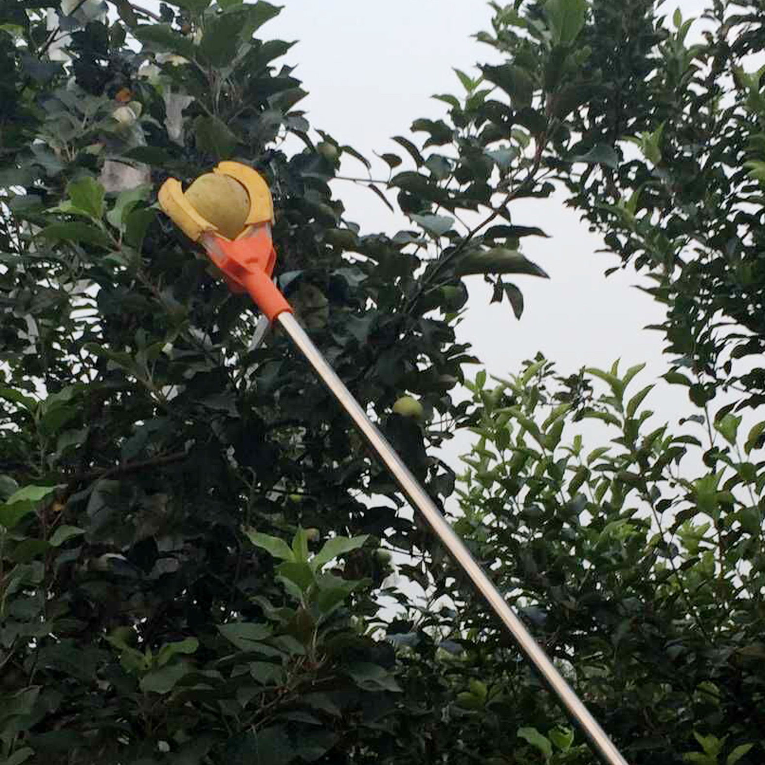 新型高空摘果器三爪采摘器摘果神器高空剪桃子苹果柿子高空采摘器|msdalam kategori penghantaran bunga/bunga simulasi/tumbuhan berkebun, Gardening Supplies, berkebun/pisau/Shears/Saw (baru), gunting - dari Buy2taobao.com untuk memberikan perkhidmatan ejen Taobao profesional membeli