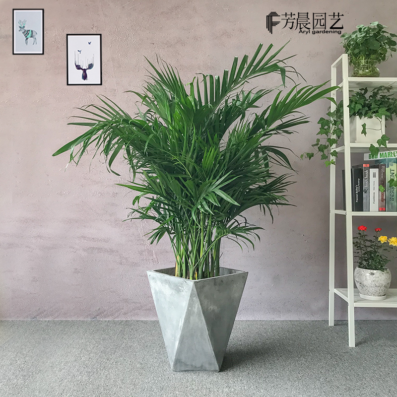 富贵椰子袖珍椰子大型盆栽散尾葵植物室内客厅防辐射净化空气绿植在类目 鲜花速递/花卉仿真/绿植园艺, 花卉/绿植盆栽(新), 大型绿植/成品组合盆栽中 - 来自Buy2taobao.com提供专业的淘宝代购服务