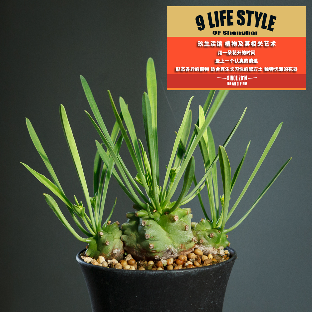 铁蟹丸 大戟科夏季多肉植物 一物一拍照顾方法同铁甲麒麟和铁甲丸|msdalam kategori penghantaran bunga/bunga simulasi/tumbuhan berkebun, bunga/Tumbuh-tumbuhan tumbuh-tumbuhan pasu (baru), succulents - dari Buy2taobao.com untuk memberikan perkhidmatan ejen Taobao profesional membeli