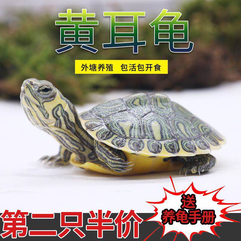 小乌龟活体黄耳龟苗活体巴西龟甜甜圈龟火焰龟深水龟小宠物观赏龟|msdalam kategori haiwan peliharaan/makanan haiwan dan bekalan, Aquarium World, penyu/penyu - dari Buy2taobao.com untuk memberikan perkhidmatan ejen Taobao profesional membeli