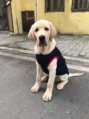 大狗衣服夏季狗狗衣服阿金毛拉布拉多大狗背心猫衣服薄款宠物衣服|ruв категории Женская одежда, футболка - от Buy2taobao.com для оказания профессиональной услуги покупки агента Taobao