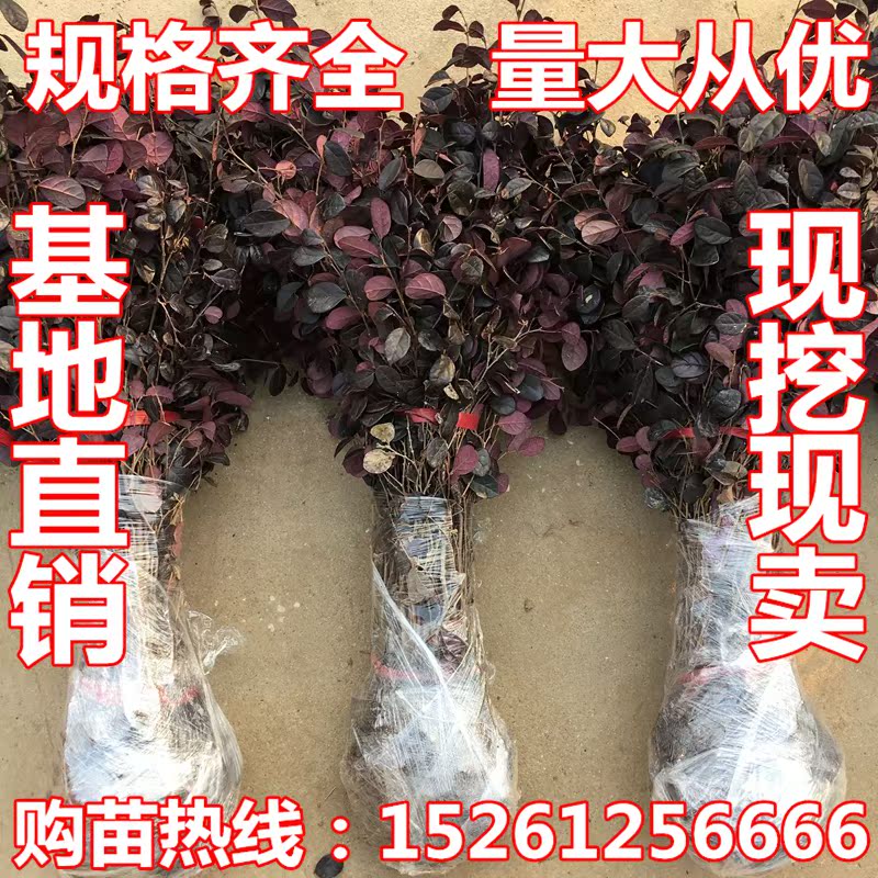 红花继木苗 红花继木球 园林绿化工程苗 彩色苗木 小苗 红继木在类目 鲜花速递/花卉仿真/绿植园艺, 花园植物/行道树/果树, 观叶 /花灌木中 - 来自Buy2taobao.com提供专业的淘宝代购服务