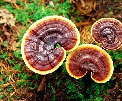 广西野生整枝小赤灵芝精品特级500g破壁孢子粉灵芝片长白山红林芝在类目 传统滋补营养品, 灵芝, 整枝灵芝中 - 来自Buy2taobao.com提供专业的淘宝代购服务