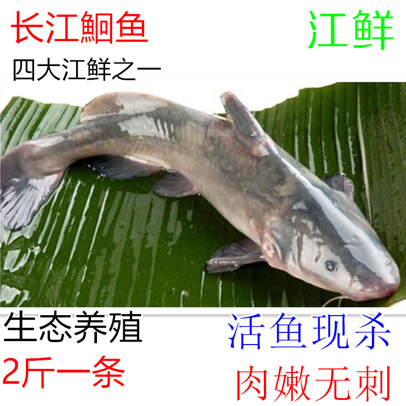 鲜活灰鮰鱼无公害江团习鱼优质长江回鱼 江鲜2斤每条长江江南水产在类目 水产肉类/新鲜蔬果/熟食, 海鲜/水产品/制品, 淡水鱼类中 - 来自Buy2taobao.com提供专业的淘宝代购服务