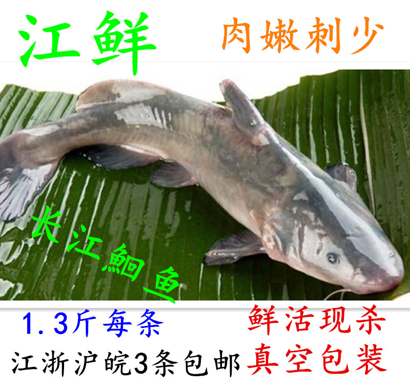 Fresh Longsnout catfish Pollution Jiang Group high quality Yangtze 1.3 Jin/Yangtze Jiangnan Aquatic productsin the Aquatic meat/Fresh fruits and vegetables/Cooked , Seafood/Aquatic/Product , Freshwater Fish category - from Buy2taobao.com to provide professional Taobao agent buy service