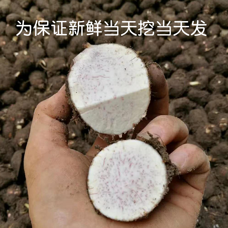 广西特产小荔浦芋头仔新鲜5斤包邮绿色蔬菜健康粗粮毛芋头粉糯香在类目 水产肉类/新鲜蔬果/熟食, 新鲜蔬菜/蔬菜制品, 新鲜蔬菜, 其它中 - 来自Buy2taobao.com提供专业的淘宝代购服务