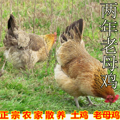山东正宗土鸡农家散养老母鸡农村自养两年笨鸡活鸡现杀老母鸡草鸡|ruв категории водной мясо/свежие фрукты и овощи/еда, сырое мясо/мясо, категории куриного мяса, курица - от Buy2taobao.com для оказания профессиональной услуги покупки агента Taobao