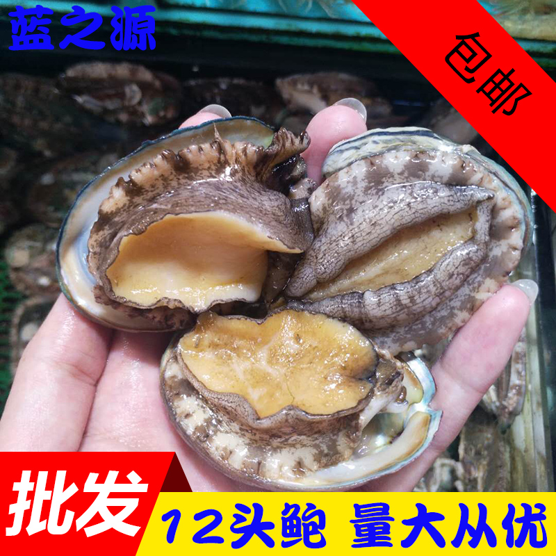九孔鲍鱼 大连野生鲜活鲍鱼 新鲜海鲜小鲍鱼贝类40g/ 一斤起包邮|ruв категории водной мясо/свежие фрукты и овощи/еда, морепродукты/водные продукты/изделия, моллюски, абалон - от Buy2taobao.com для оказания профессиональной услуги покупки агента Taobao