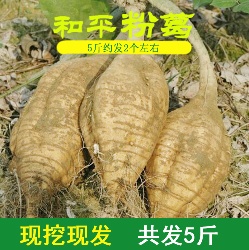 生葛薯新鮮無渣野生葛根新鮮廣西和平粉葛新鮮綠色煲湯佳品5斤裝在類目 水產肉類/新鮮蔬果/熟食, 新鮮蔬菜/蔬菜製品, 新鮮蔬菜, 其它中 - 來自Buy2taobao.com提供專業的淘寶代購服務