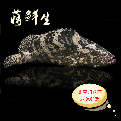 Fresh wild Grouper Tiger grouper 1.3-1.5 Pounds eachin the Aquatic meat/Fresh fruits and vegetables/Cooked , Seafood/Aquatic/Product , Other category - from Buy2taobao.com to provide professional Taobao agent buy service
