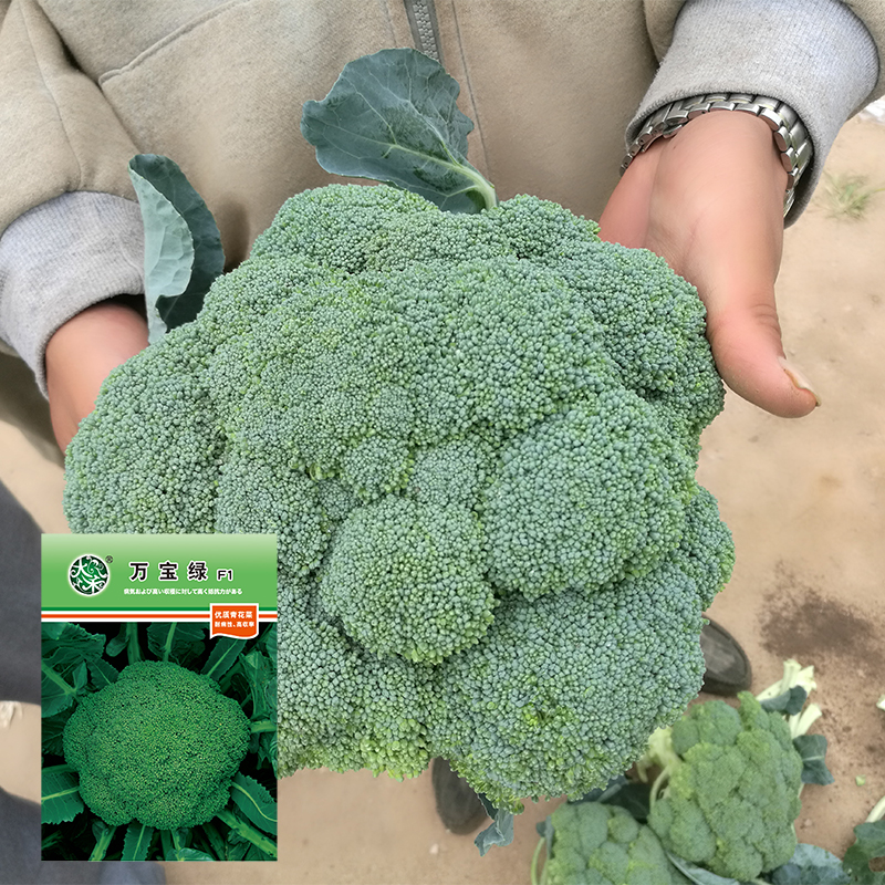 耐寒万宝绿西兰花种籽日本进口蘑菇型杂交高产绿青花椰菜蔬菜种子在类目 鲜花速递/花卉仿真/绿植园艺, 花卉/蔬果/草坪种子(新), 家庭园艺种子中 - 来自Buy2taobao.com提供专业的淘宝代购服务