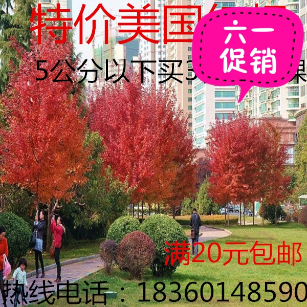绿化苗木美国红枫秋火焰红枫红枫树苗青枫树苗红枫小苗鸡爪槭小苗在类目 鲜花速递/花卉仿真/绿植园艺, 花园植物/行道树/果树, 行道树/乔木中 - 来自Buy2taobao.com提供专业的淘宝代购服务