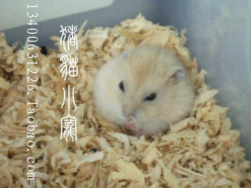 猪猫小宠 仓鼠宝宝 厦门仓鼠 活体仓鼠 布丁厦门自取 幼仔在类目 宠物/宠物食品及用品, 仓鼠类及其它小宠, 仓鼠中 - 来自Buy2taobao.com提供专业的淘宝代购服务
