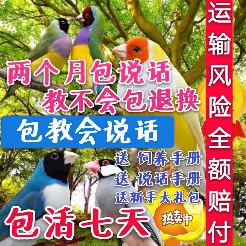 鸟活体鹦鹉活宠物鸟体虎皮黄化情侣鹦鹉棕头云斑鹦鹉鸟粮玄凤活体|ruв категории животное/Животное питание и принадлежностей, птиц и принадлежностей, птица - от Buy2taobao.com для оказания профессиональной услуги покупки агента Taobao