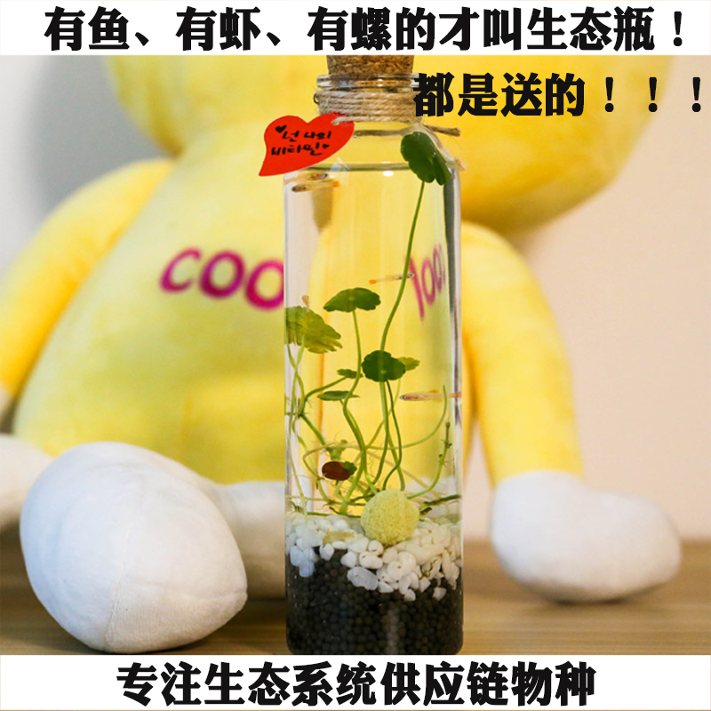 originality Office small-scale Aquarium Watch Eco-Bottle Feed Care Glass Ecosystem Watchin the Pet/Pet food and supplies , Aqua World , Aquarium fish tanks and other equipment , Eco-Bottle/Creative cylinder/Desktop micro-cylinder category - from Buy2taobao.com to provide professional Taobao agent buy service
