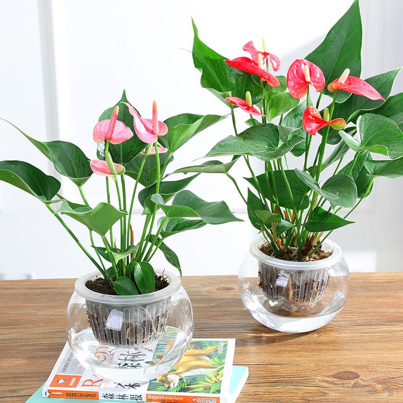 家居饰品红掌一帆风顺花卉白掌室内桌面水培植物粉掌办公室盆栽在类目 家居饰品, 其他工艺饰品中 - 来自Buy2taobao.com提供专业的淘宝代购服务
