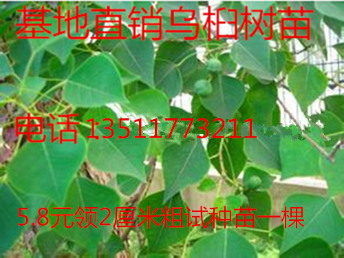 珍稀植物乌桕树 佛教瑰宝、菩提树苗,基地直销 优质乌桕树苗包邮|msdalam kategori penghantaran bunga/bunga simulasi/tumbuhan berkebun, 花园植物/行道树/果树, 行道树/乔木 - dari Buy2taobao.com untuk memberikan perkhidmatan ejen Taobao profesional membeli