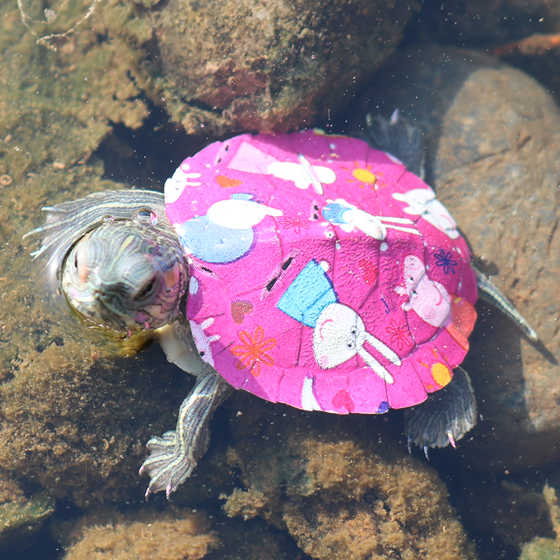 Little Turtle Coloured drawing Colorful colour Pet turtle Living creatures Mini Colorful Brazil Hatchlings Tortoisein the Pet/Pet food and supplies , Aqua World , Turtle/Turtle category - from Buy2taobao.com to provide professional Taobao agent buy service