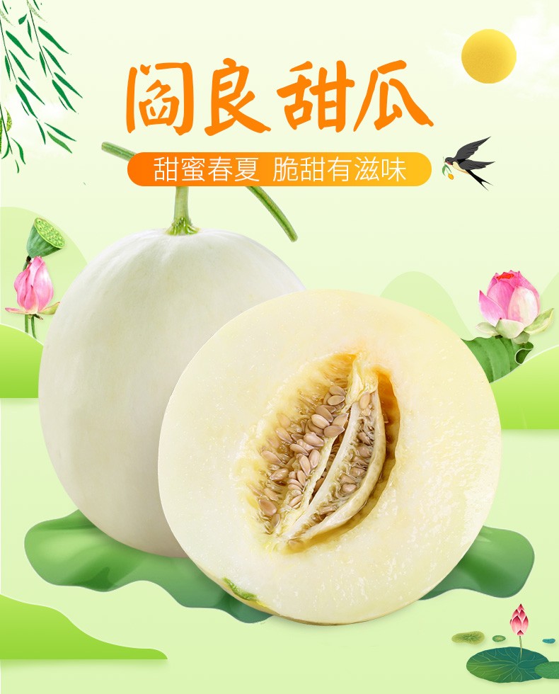 Shaanxi Yanliang muskmelon fresh Season fruit Season muskmelon Now pick Now sendin the Aquatic meat/Fresh fruits and vegetables/Cooked , Fresh fruit , Melon category - from Buy2taobao.com to provide professional Taobao agent buy service