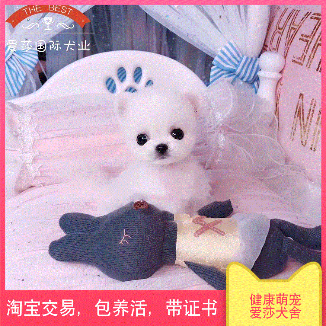 teacup Shunsuke Puppies Sphere Hiromi living thing Thoroughbred small-scale Not very Pets Dogs trainin the Electronic Dictionary/Electronic paper book/Stationery , Printing Products , Special courier bags category - from Buy2taobao.com to provide professional Taobao agent buy service