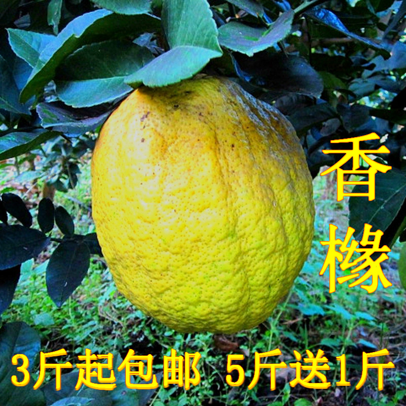 Yunnan Dali Citron Fruit Hong Yuan Bergamot Hong Yuan Citron Growers Specialty fruitin the Snacks/Nuts/Specialty , Confection/Class dates/Plum/Dried fruit , Bergamot fruit category - from Buy2taobao.com to provide professional Taobao agent buy service