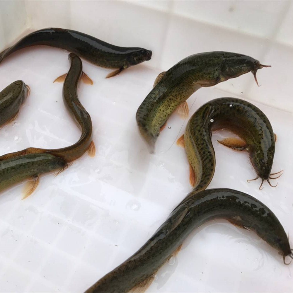 密雲野生 泥鳅 新鮮泥鳅炖豆腐下單現捕500克 拍3份多省順豐包郵在類目 水產肉類/新鮮蔬果/熟食, 海鮮/水產品/製品, 淡水魚類中 - 來自Buy2taobao.com提供專業的淘寶代購服務