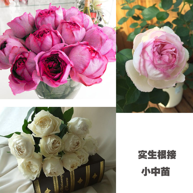 Eve Aristocracy Perfume Torquato Tasso Perfume Money. Mary Earl classical Perfume Bustling cityin the Flower delivery/Flowers simulation/Plants gardening , Flowers/Potted plants (New) , Flowers category - from Buy2taobao.com to provide professional Taobao agent buy service
