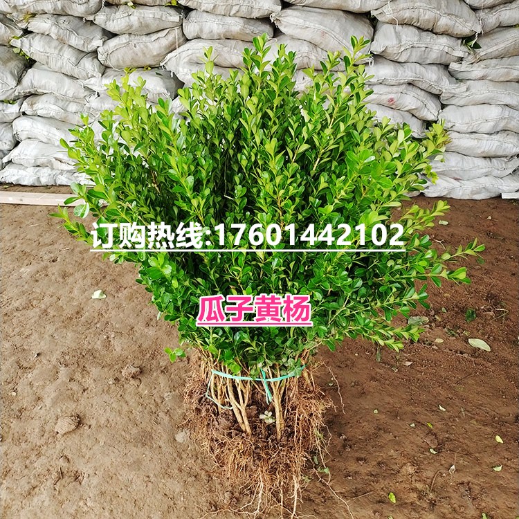 瓜子黄杨苗 金边叶黄杨苗 大叶黄杨苗 庭院绿篱绿化冬青苗|ruв категории доставка цветов/цветок моделирования/растения садоводства, садовое растение/даосское дерево/фруктовых деревьев, видовой лист/цветочный куст - от Buy2taobao.com для оказания профессиональной услуги покупки агента Taobao