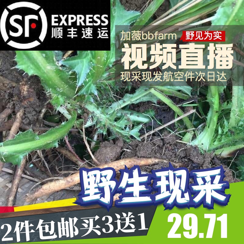 Thistle root 500g fresh Wild tiger Thrips Okra Children dishin the Traditional nourishing food , Medicinal and Edible Food , Other Medicinal and Edible Food category - from Buy2taobao.com to provide professional Taobao agent buy service