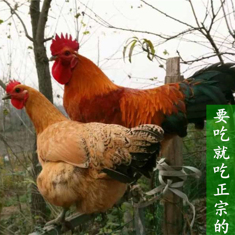 土垚康農家散養土雞 老母雞 2年蘇北草雞 柴雞活雞現殺笨雞月子雞在類目 水產肉類/新鮮蔬果/熟食, 生肉/肉製品, 雞肉類, 生雞肉中 - 來自Buy2taobao.com提供專業的淘寶代購服務