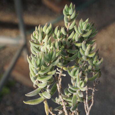 【绒针大老桩】满88包邮 多肉植物 一物一拍 六六多肉
