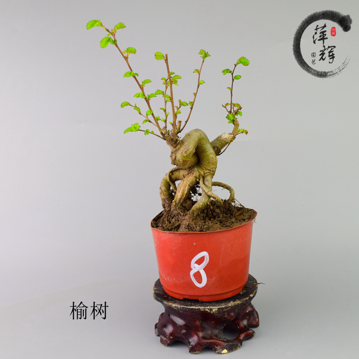 掌上扦插榆树盆景微型提根榔榆树盆栽 素材小品植物 迷你绿植花卉|msdalam kategori penghantaran bunga/bunga simulasi/tumbuhan berkebun, bunga/Tumbuh-tumbuhan tumbuh-tumbuhan pasu (baru), tumbuh-tumbuhan hijau - dari Buy2taobao.com untuk memberikan perkhidmatan ejen Taobao profesional membeli
