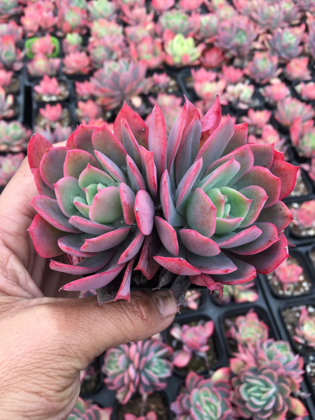 绮罗 多肉植物多肉植物防辐射肉肉植物状态好在类目 鲜花速递/花卉仿真/绿植园艺, 花卉/绿植盆栽(新), 多肉植物中 - 来自Buy2taobao.com提供专业的淘宝代购服务