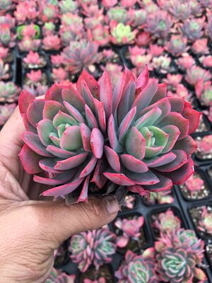 绮罗 多肉植物多肉植物防辐射肉肉植物状态好