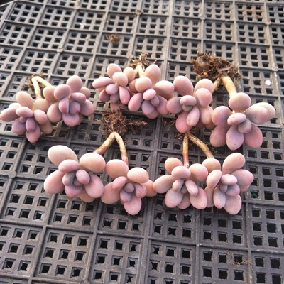 亚美桃蛋多肉植物精养腰子蛋糖果桃蛋超萌多肉特惠促销