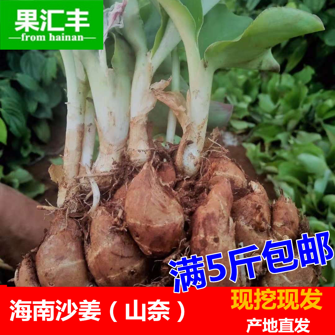 Orthodox school Hainan specialty fresh Ginger Kaempferol Poached Burden Shannon Maoming Gaozhou Ginger Kaempferolin the Aquatic meat/Fresh fruits and vegetables/Cooked , Fresh vegetables/Vegetable products , Ginger category - from Buy2taobao.com to provide professional Taobao agent buy service