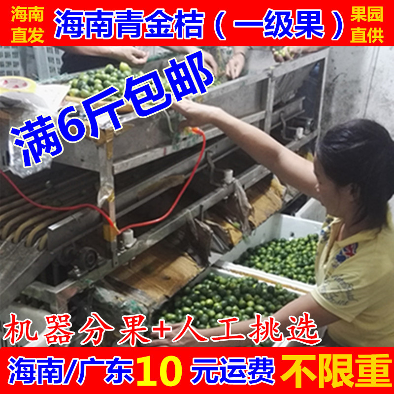 新鮮水果 海南青金桔(冰桔茶)小青橘 奶茶店 1斤起賣在類目 水產肉類/新鮮蔬果/熟食, 新鮮水果, 桔子中 - 來自Buy2taobao.com提供專業的淘寶代購服務