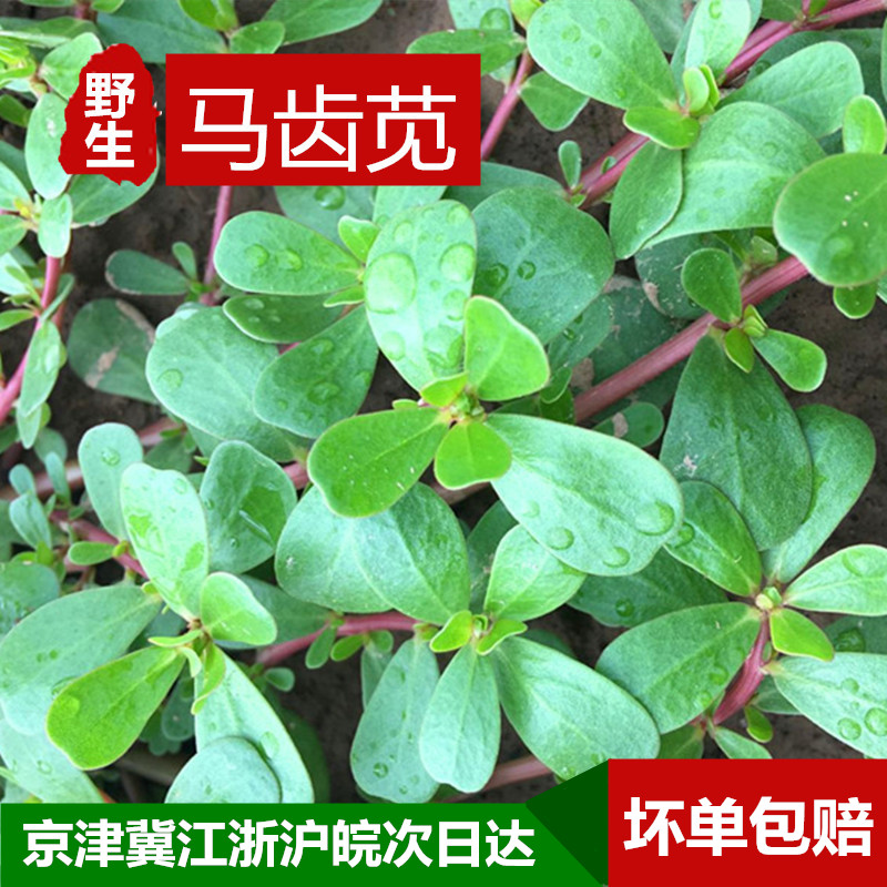 馬齒苋菜新鮮馬苋菜野生五行草長壽菜野菜蔬菜馬蜂菜3.5斤裝包郵在類目 水產肉類/新鮮蔬果/熟食, 新鮮蔬菜/蔬菜製品, 新鮮蔬菜, 其它中 - 來自Buy2taobao.com提供專業的淘寶代購服務
