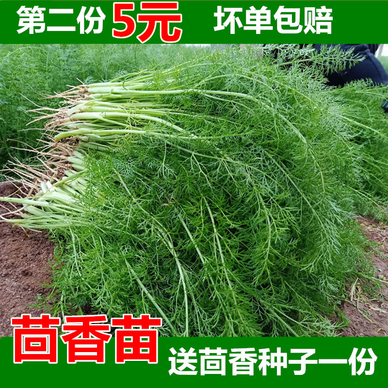 新鮮蔬菜小茴香菜茴香苗2斤茴香菜非五斤裝非四斤裝藿香茴香包郵在類目 水產肉類/新鮮蔬果/熟食, 新鮮蔬菜/蔬菜製品, 新鮮蔬菜, 其它中 - 來自Buy2taobao.com提供專業的淘寶代購服務