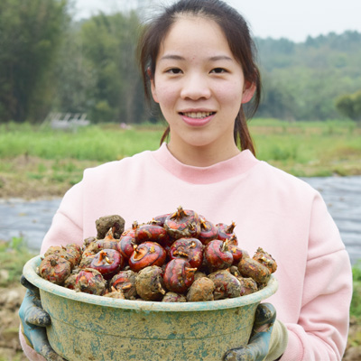 Orthodox school Li Riverside Horse's hoof Water chestnuts Li Farm fresh Fruits and vegetables Outsize 5 poundsin the Aquatic meat/Fresh fruits and vegetables/Cooked , Fresh vegetables/Vegetable products , Fresh vegetables , Other category - from Buy2taobao.com to provide professional Taobao agent buy service
