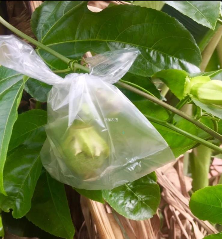 耳朵型杨桃薄膜套袋番石榴套袋西番莲袋百香果套袋防虫袋水果套袋|ruв категории доставка цветов/цветок моделирования/растения садоводства, садовых принадлежностей, других садовых принадлежностей - от Buy2taobao.com для оказания профессиональной услуги покупки агента Taobao