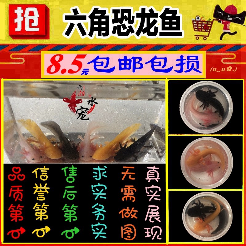 六角恐龙鱼东方蝾螈饲料淡水冷水活体观赏鱼饲料东方蝾螈饲料小火|ruв категории животное/Животное питание и принадлежностей, аквариум мира, рыба - от Buy2taobao.com для оказания профессиональной услуги покупки агента Taobao