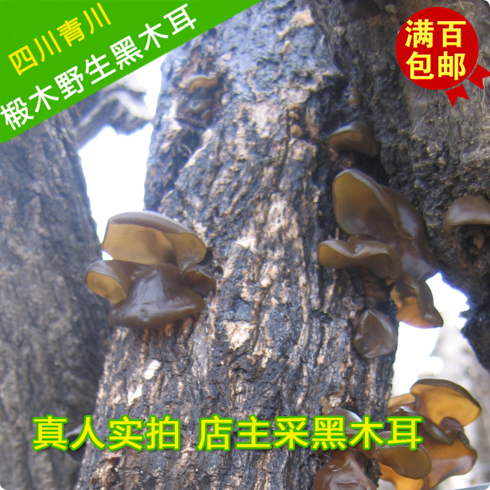 【野生黑木耳】四川青川椴木黑木耳正宗原产地 山珍特产干货250克|msdalam kategori beras/Utara-Selatan barangan kering/perasa, Utara-Selatan barangan kering/daging Kering, kering/Native, cendawan hitam - dari Buy2taobao.com untuk memberikan perkhidmatan ejen Taobao profesional membeli
