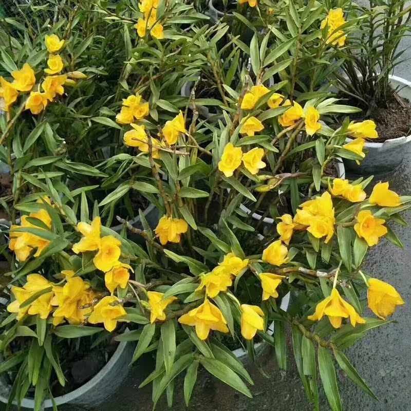 夹江四川叠鞘石斛黄草黄橙石斛枫斗金钗铁皮鼓槌室内外绿植种植苗|ruв категории традиционные питательный пища, Дендробиум/белоснежная - от Buy2taobao.com для оказания профессиональной услуги покупки агента Taobao