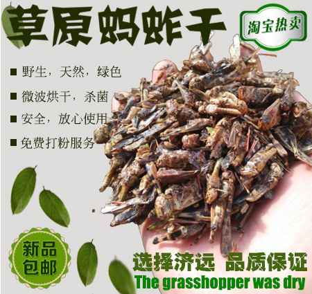 优质烘干/晒干,蚂蚱干,蝗虫干,草蜢干,虰蜢干,蚱蜢干 包邮!在类目 宠物/宠物食品及用品, 爬虫/鸣虫及其用品, 爬虫/鸣虫食物中 - 来自Buy2taobao.com提供专业的淘宝代购服务