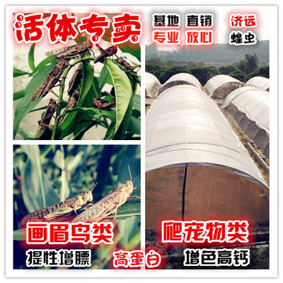 东亚飞蝗活体蚂蚱蝗虫活体蚱蜢草蜢活体虰蜢蟋蟀1-3cm 包邮 包活在类目 宠物/宠物食品及用品, 爬虫/鸣虫及其用品, 爬虫/鸣虫食物中 - 来自Buy2taobao.com提供专业的淘宝代购服务