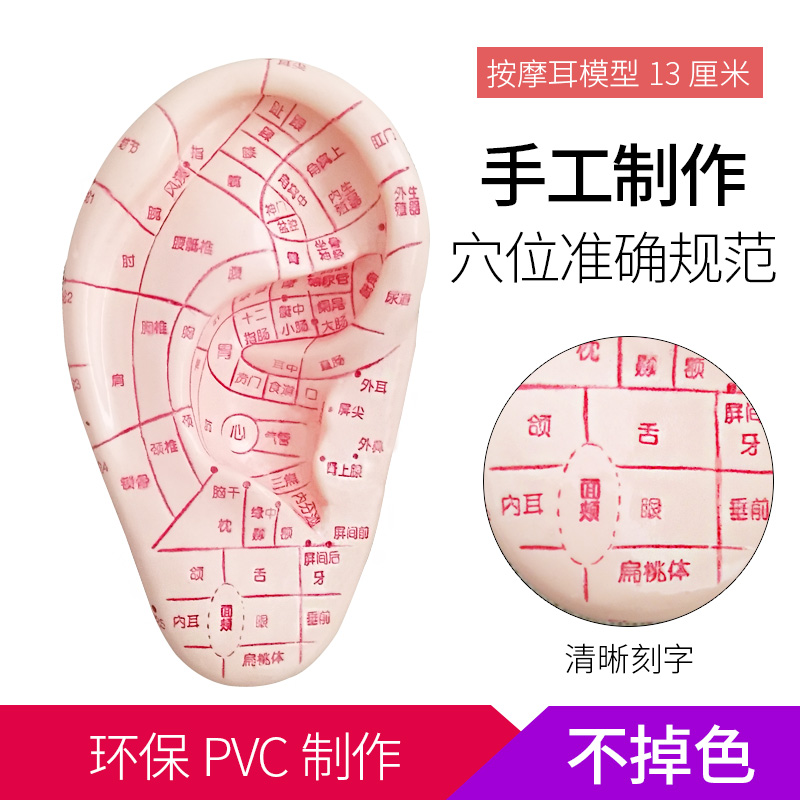 包邮超清晰上海伟叶耳模型/耳按摩模型/耳部反射区模型/耳穴模型在类目 玩具/童车/益智/积木/模型, 静态模型, 其他模型玩具中 - 来自Buy2taobao.com提供专业的淘宝代购服务