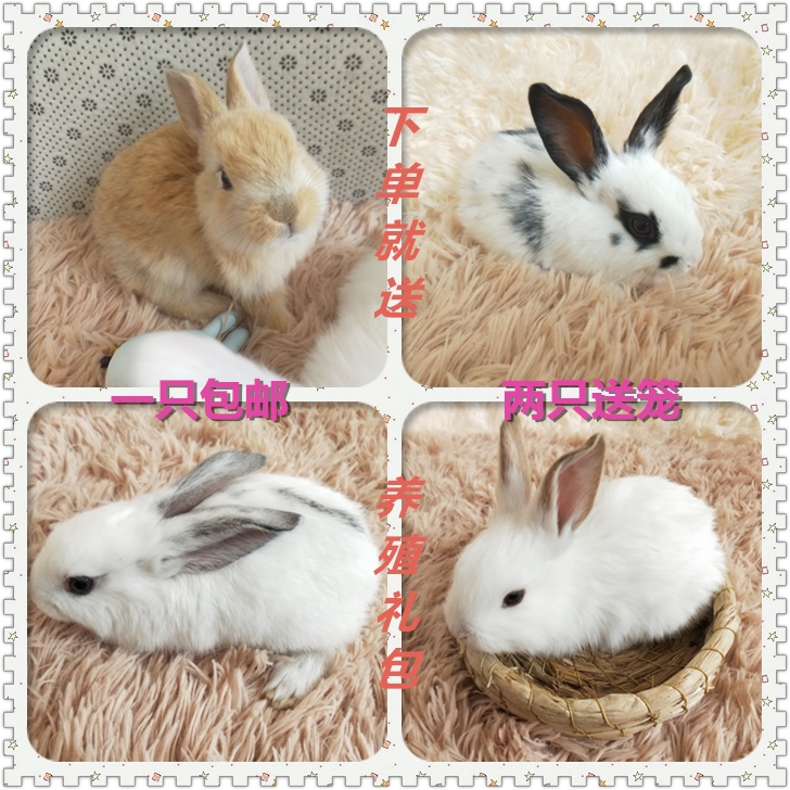 大兔子活体活物小白兔肉兔宠物兔公主兔巨型兔大型肉兔兔苗可繁殖在类目 宠物/宠物食品及用品, 兔类及其用品, 兔中 - 来自Buy2taobao.com提供专业的淘宝代购服务