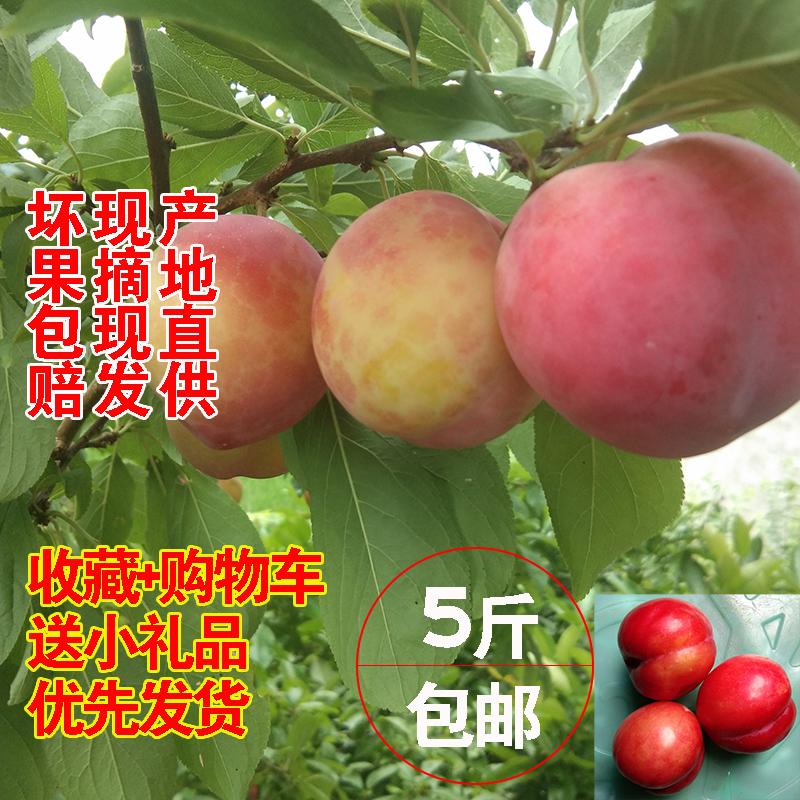 重庆李子新鲜5斤 半边红茵红李子新鲜现货土孕妇玫瑰李子脆红腌李|msdalam kategori daging perikanan/Buah-buahan segar dan sayur-sayuran/dimasak, buah-buahan segar, Li Zi - dari Buy2taobao.com untuk memberikan perkhidmatan ejen Taobao profesional membeli